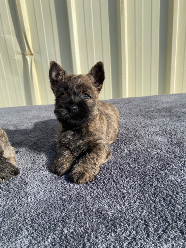 Feeling Cottage - Chiot disponible  - Cairn Terrier