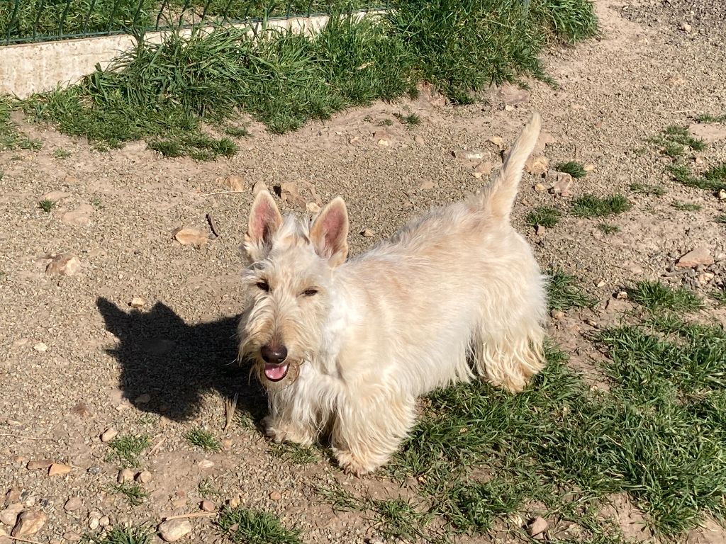 Les Scottish Terrier de l'affixe Feeling Cottage