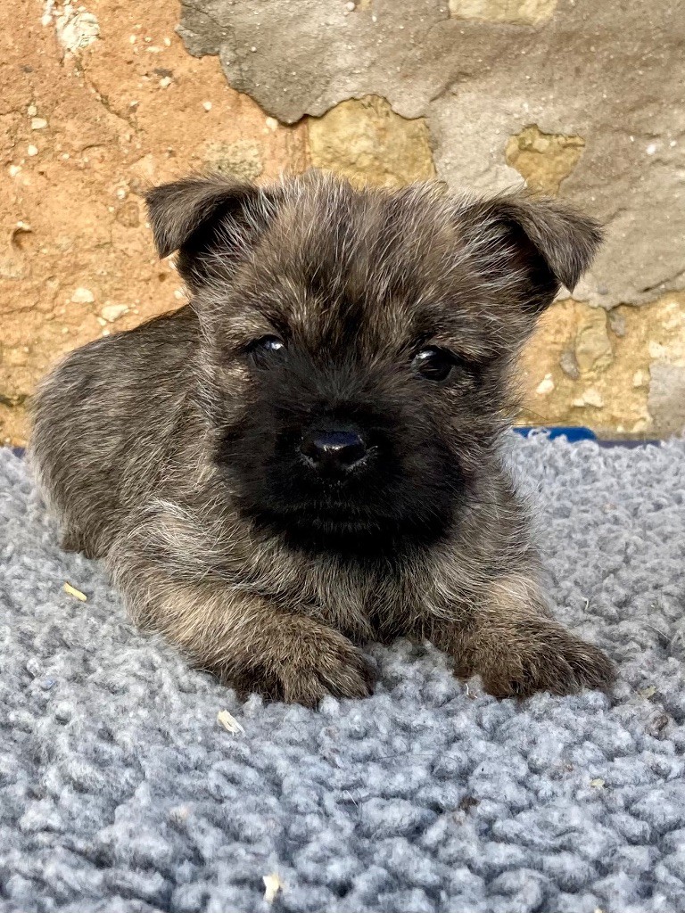 Feeling Cottage - Chiot disponible  - Cairn Terrier