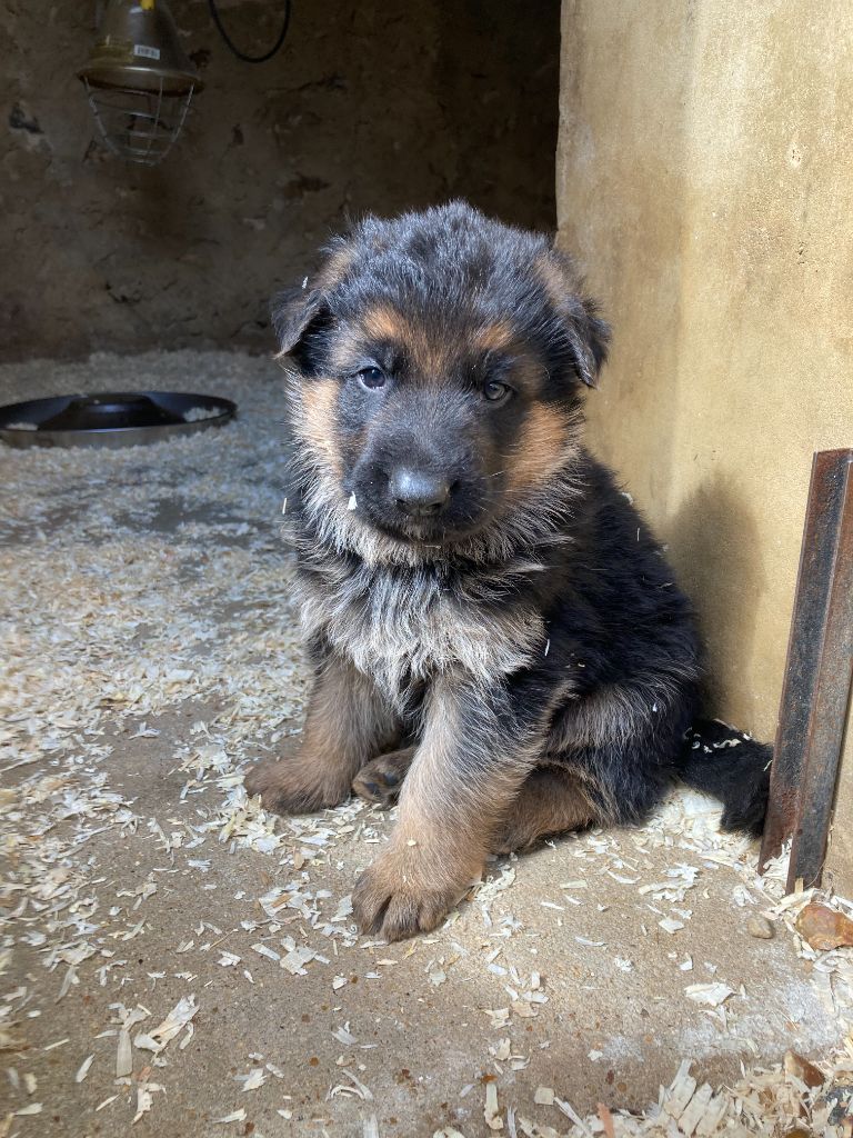 Feeling Cottage - Chiot disponible  - Berger Allemand
