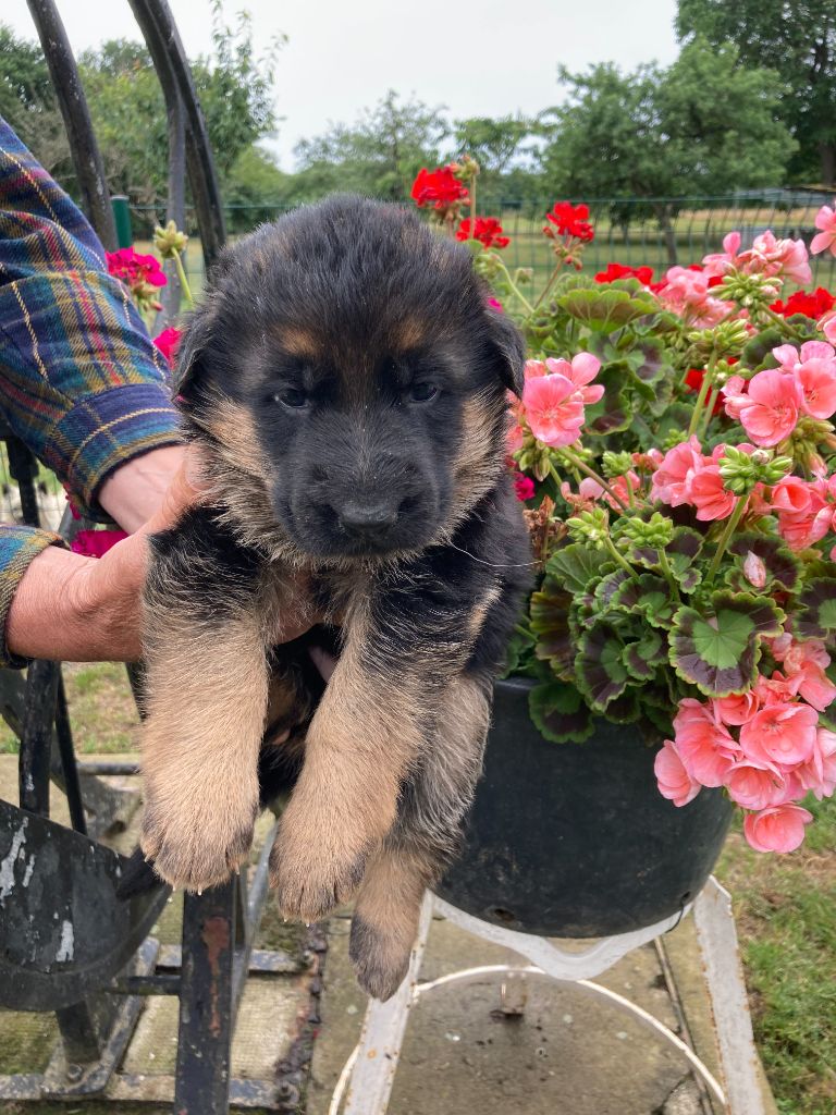 Feeling Cottage - Chiot disponible  - Berger Allemand