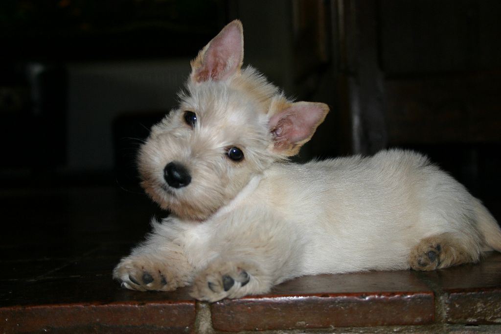 Feeling Cottage - Chiot disponible  - Scottish Terrier