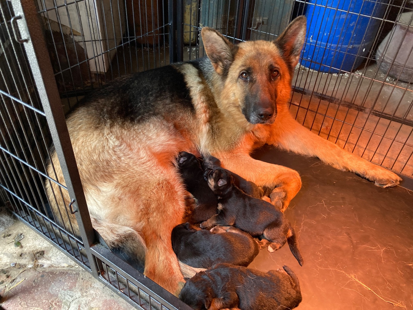 Adorables chiots berger allemand lof à réserver