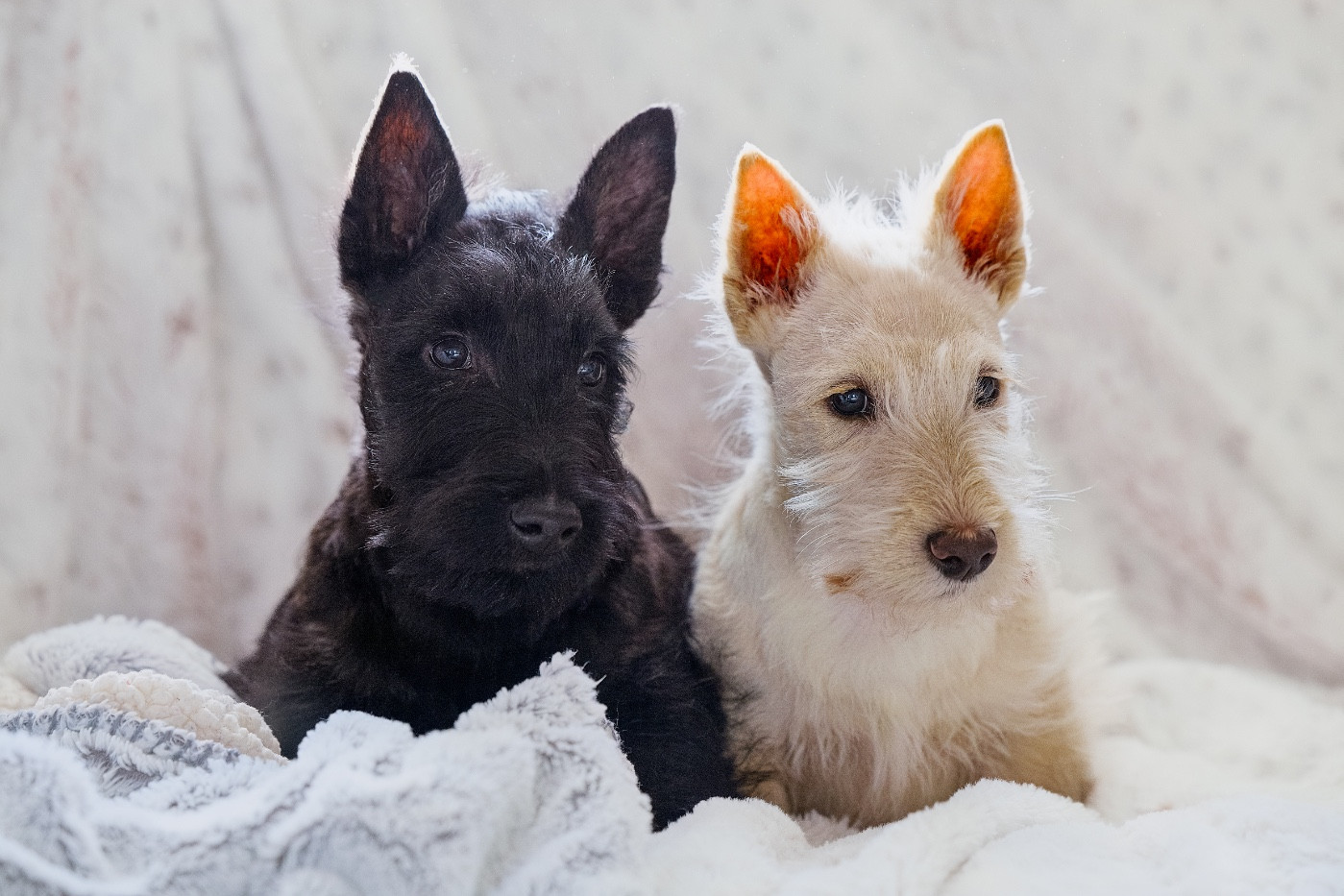 Adorables chiots scottish terrier a réserver