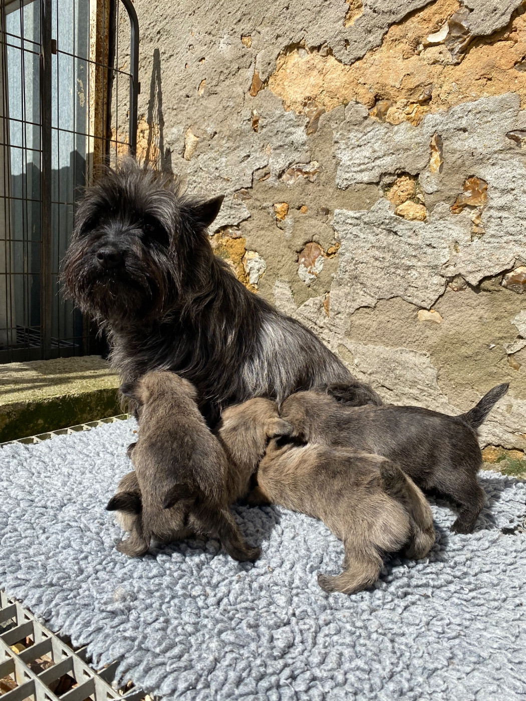 Chiots cairn terrier lof a réserver