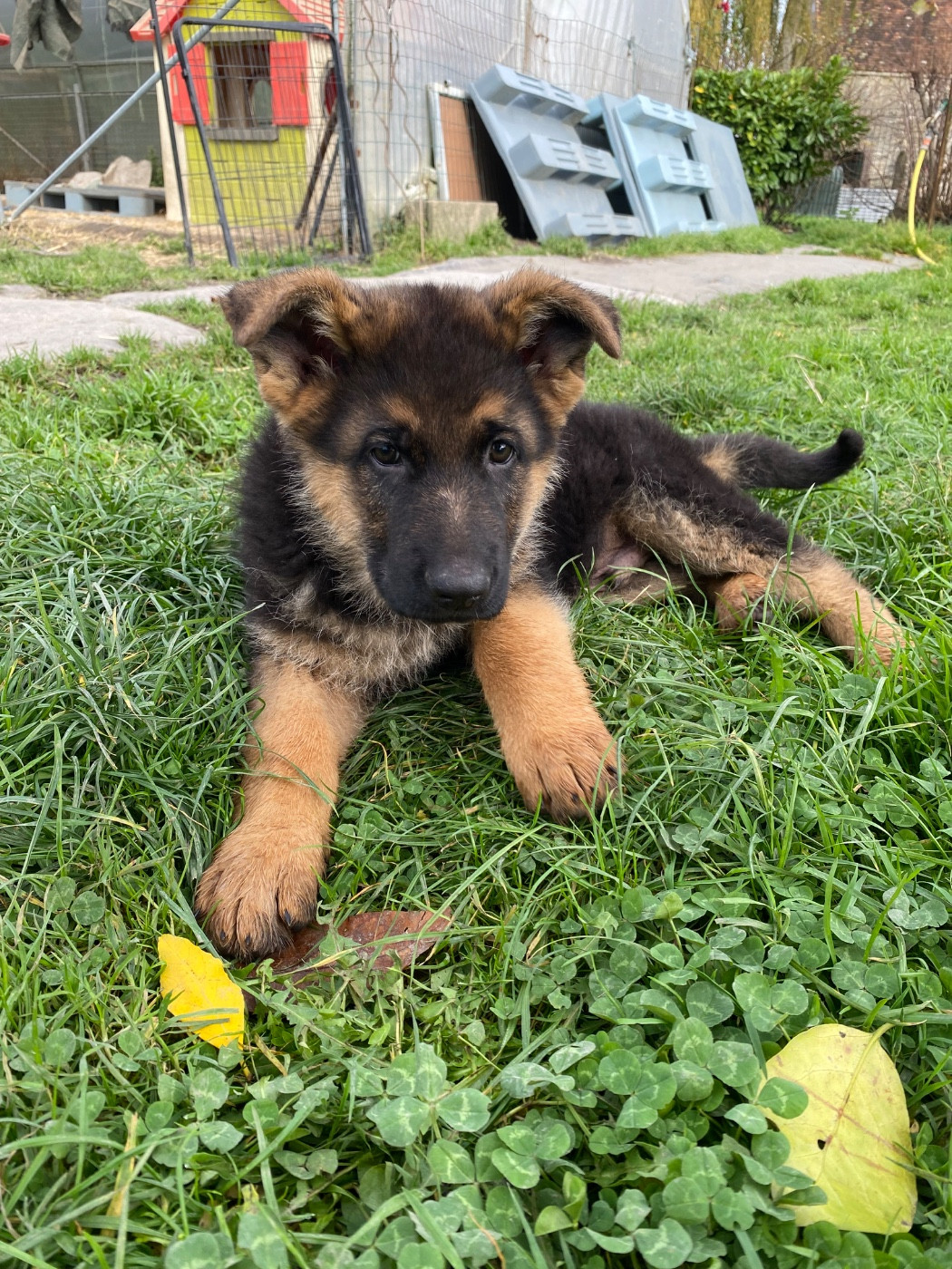Adorables chiots berger allemand lof disponible