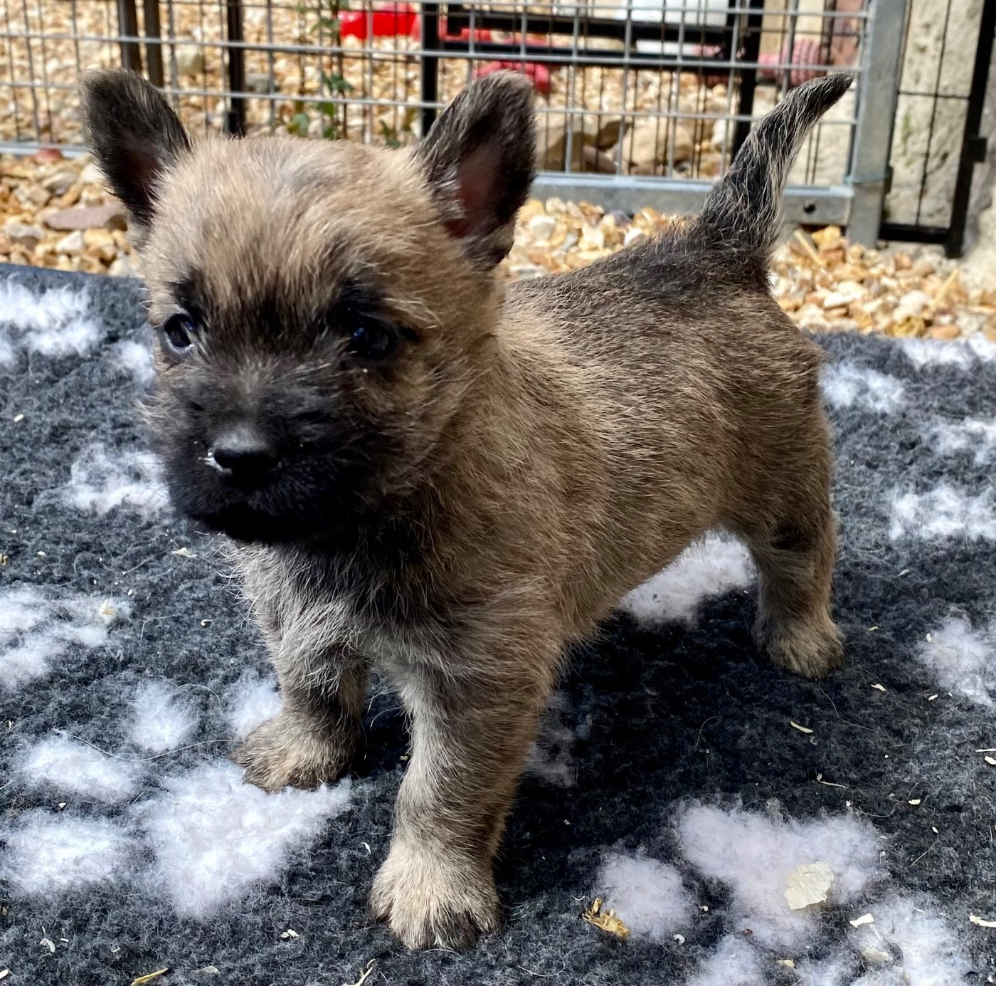 Chiot mâle cairn terrier lof disponible
