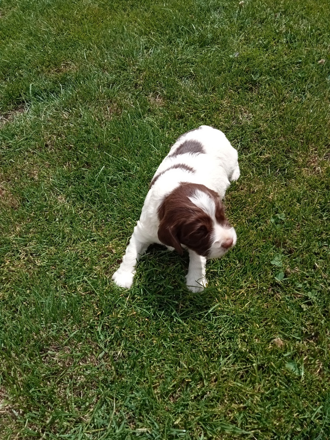 Chiot mâle springer lof a réserver disponible mi juillet
