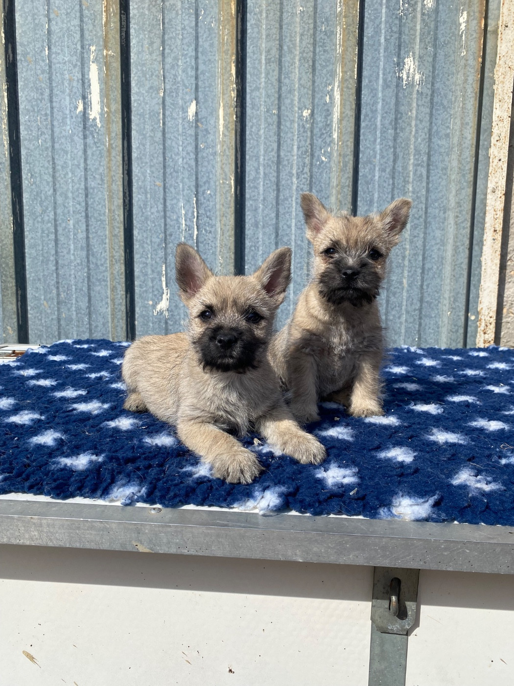 Adorables chiots cairn terrier lof disponible