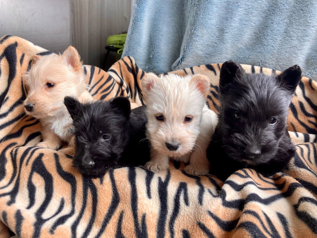 Adorables chiots scottish terrier a réserver 