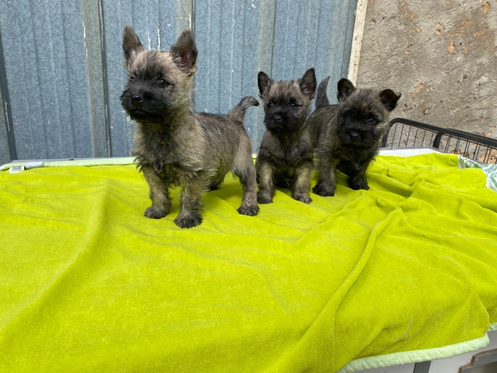 A RESERVER adorables chiots cairn terrier lof