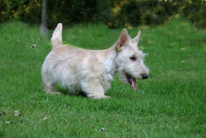 Adorable mâle scottish terrier froment disponible 