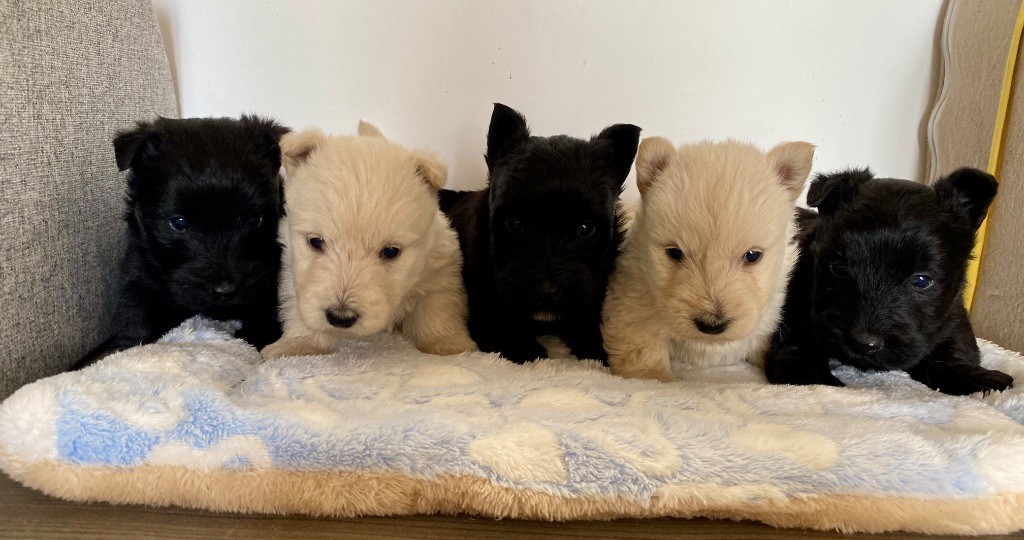 Adorables chiots scottish terrier a réserver 