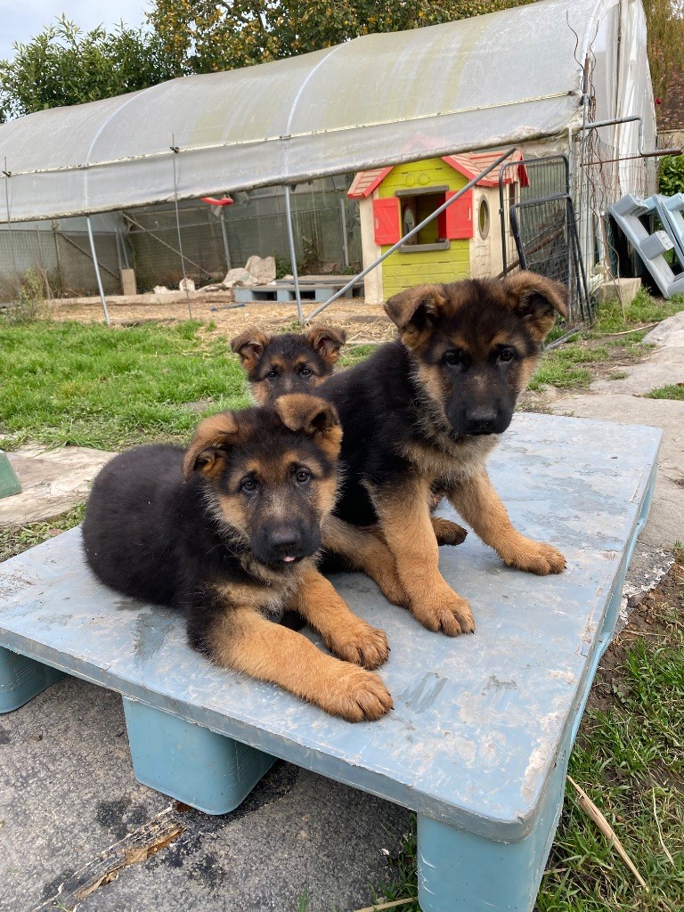 Chiots berger allemand disponible 