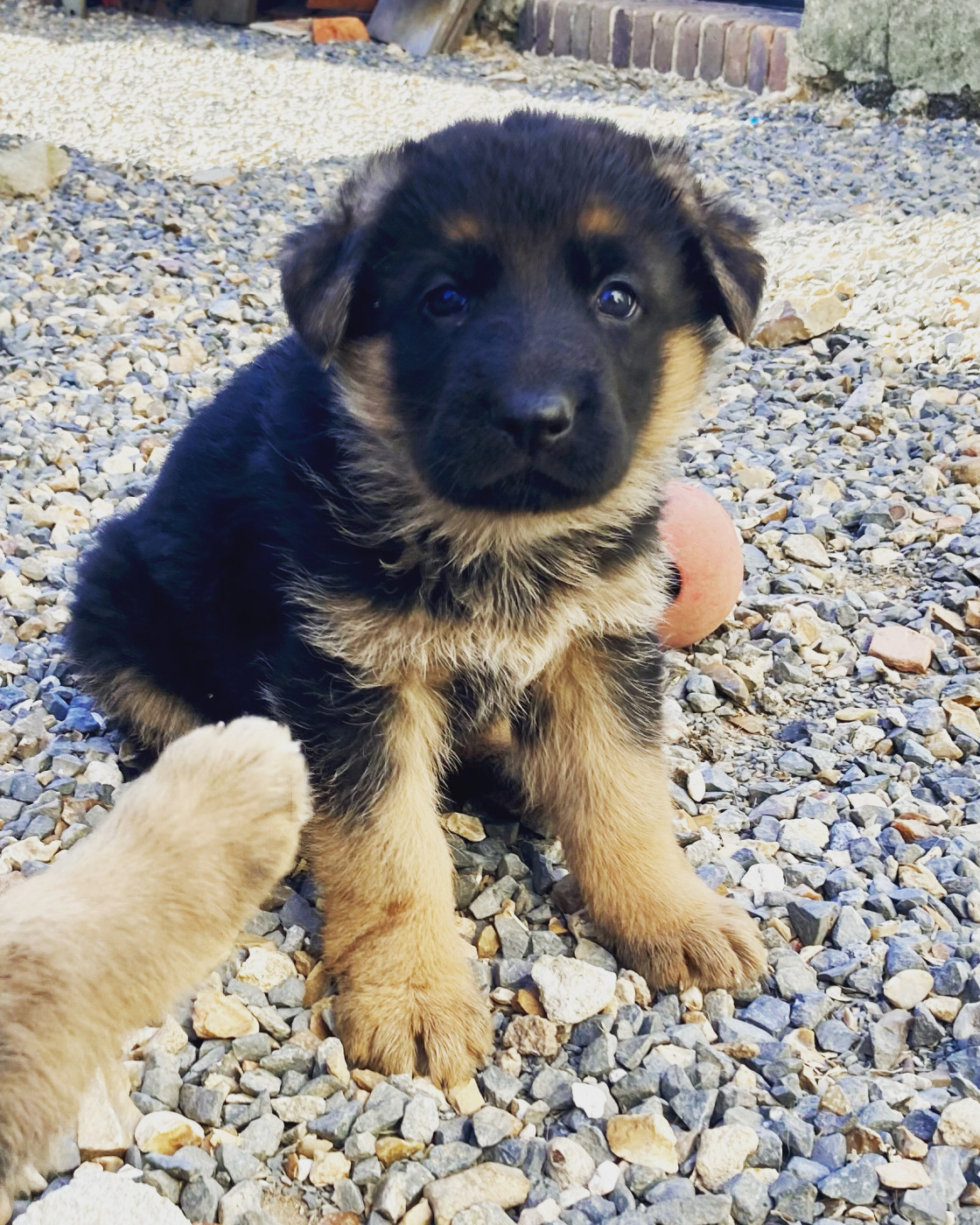 Feeling Cottage - Chiots disponibles - Berger Allemand