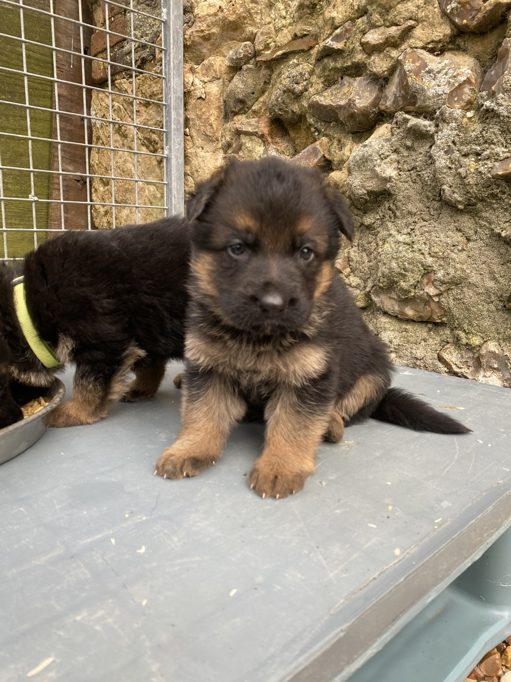 Feeling Cottage - Chiots disponibles - Berger Allemand
