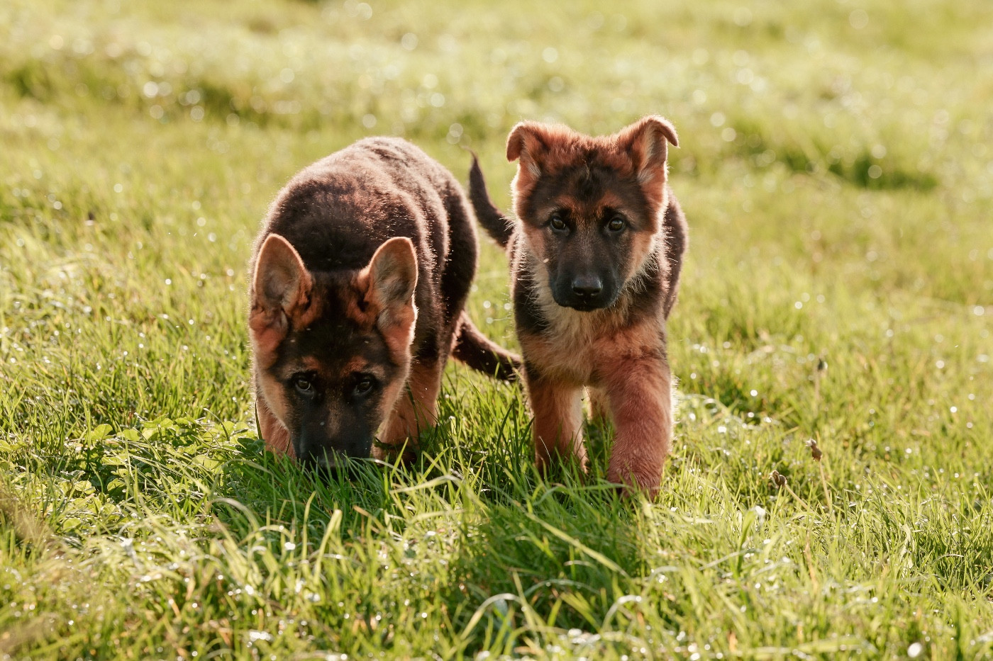 Feeling Cottage - Chiots disponibles - Berger Allemand