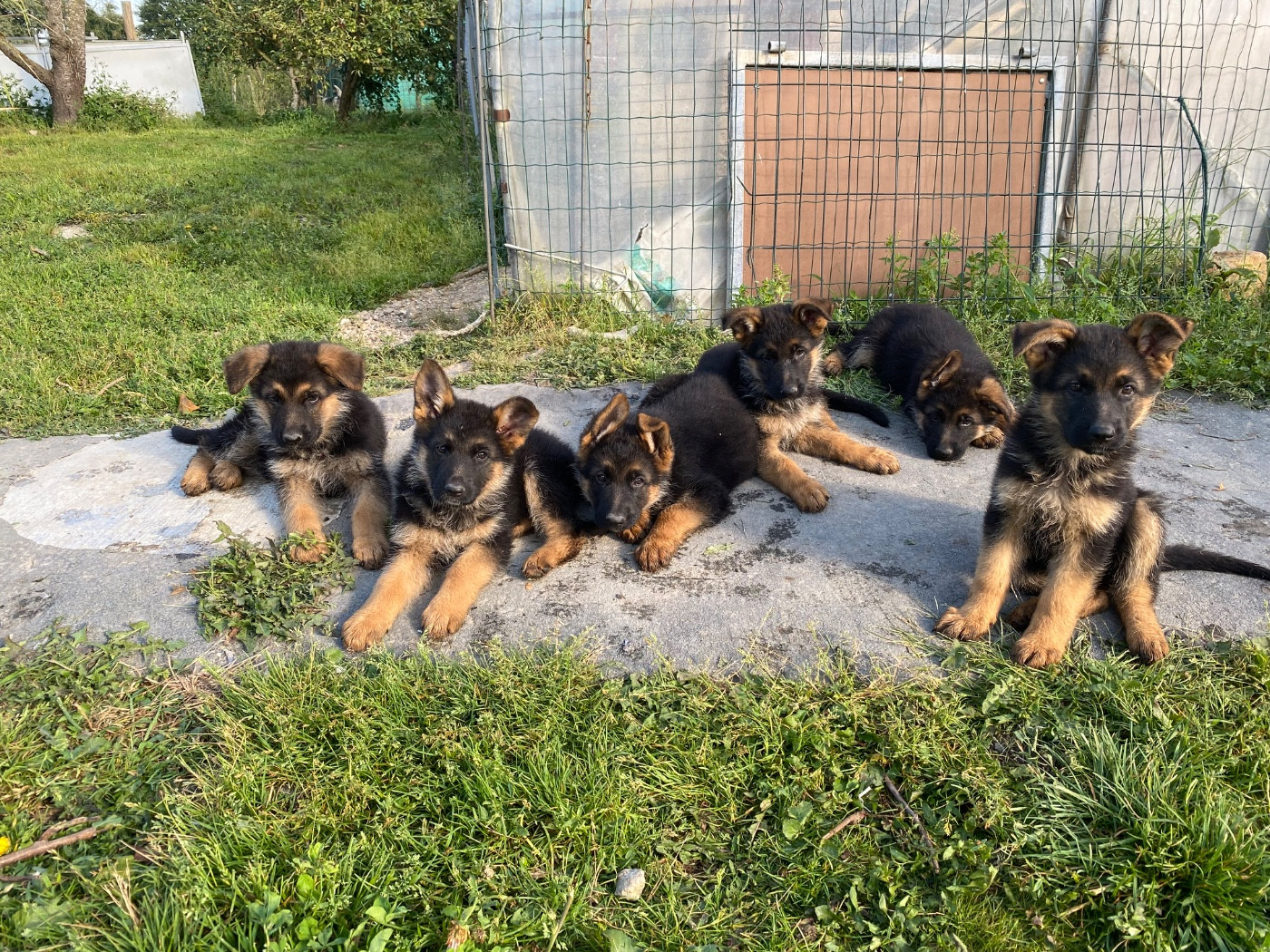 Feeling Cottage - Berger Allemand - Portée née le 25/01/2026