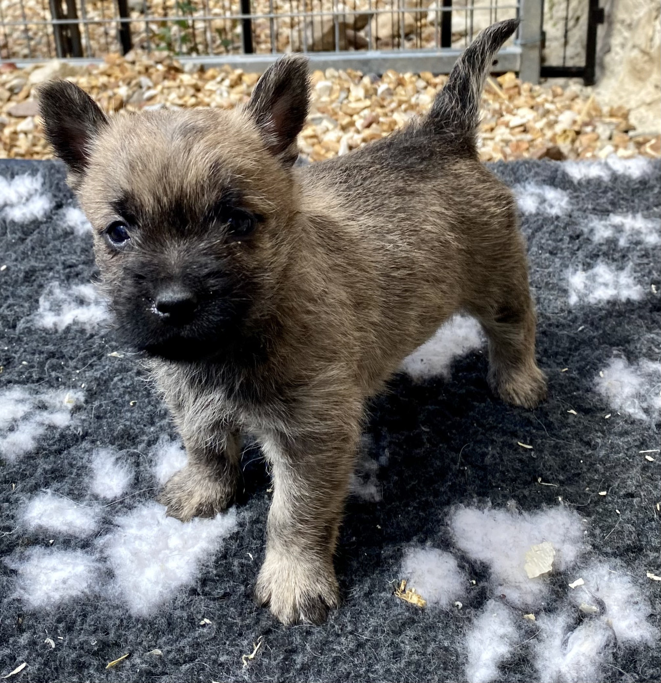 Feeling Cottage - Chiots disponibles - Cairn Terrier