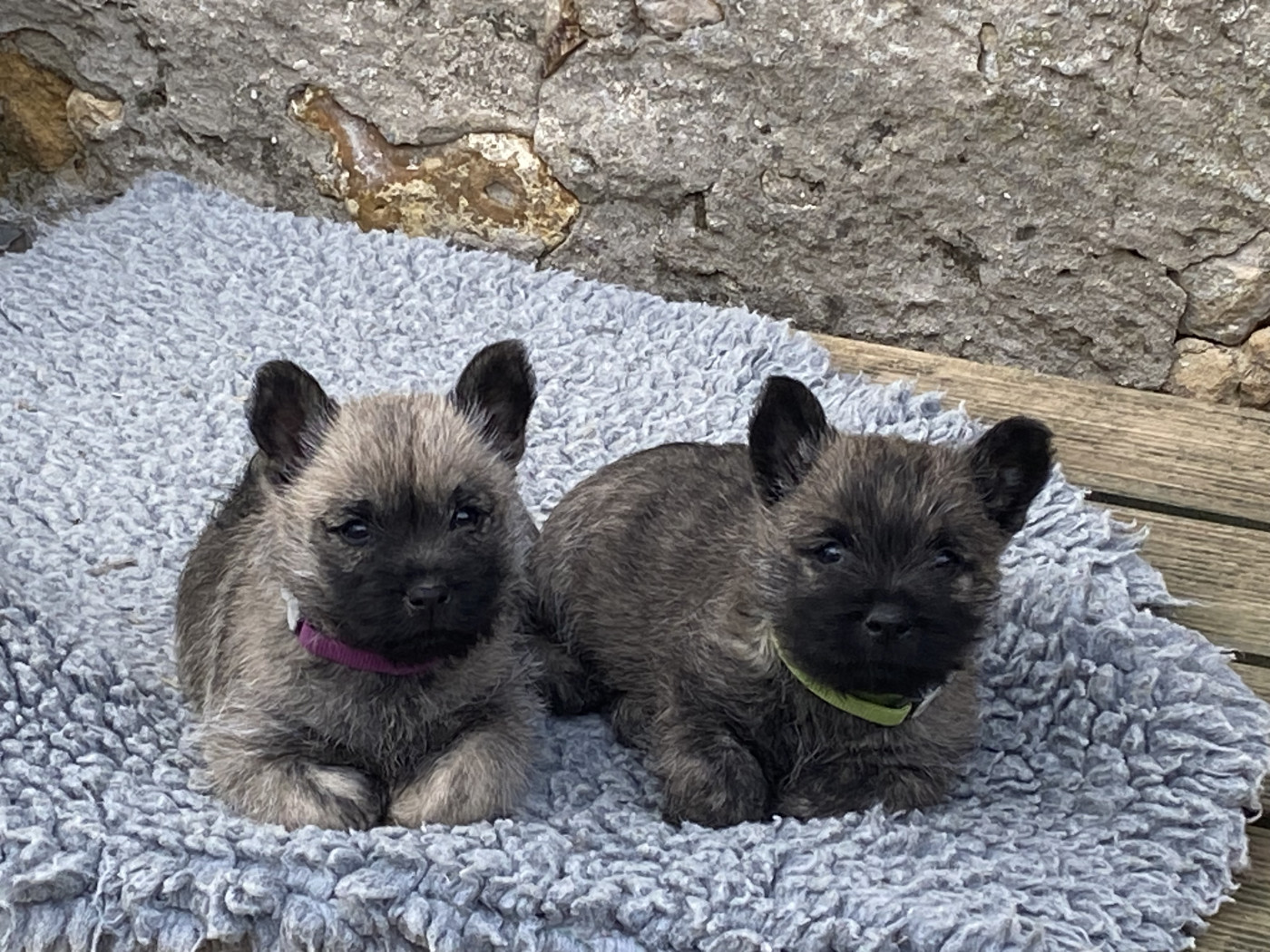 Feeling Cottage - Chiots disponibles - Cairn Terrier
