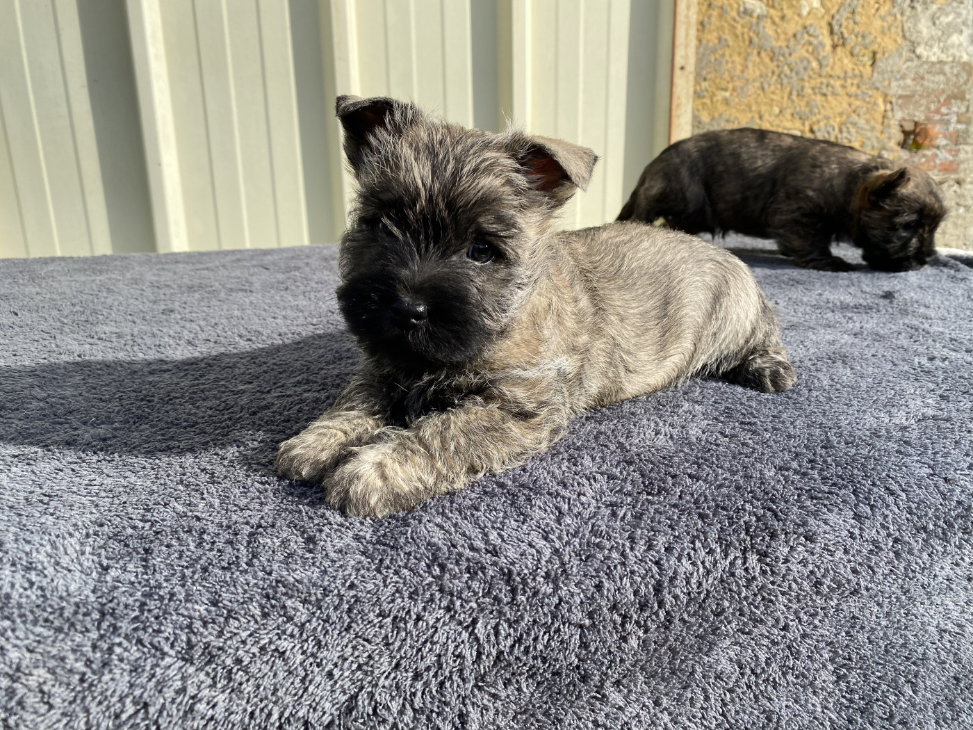 Feeling Cottage - Chiots disponibles - Cairn Terrier