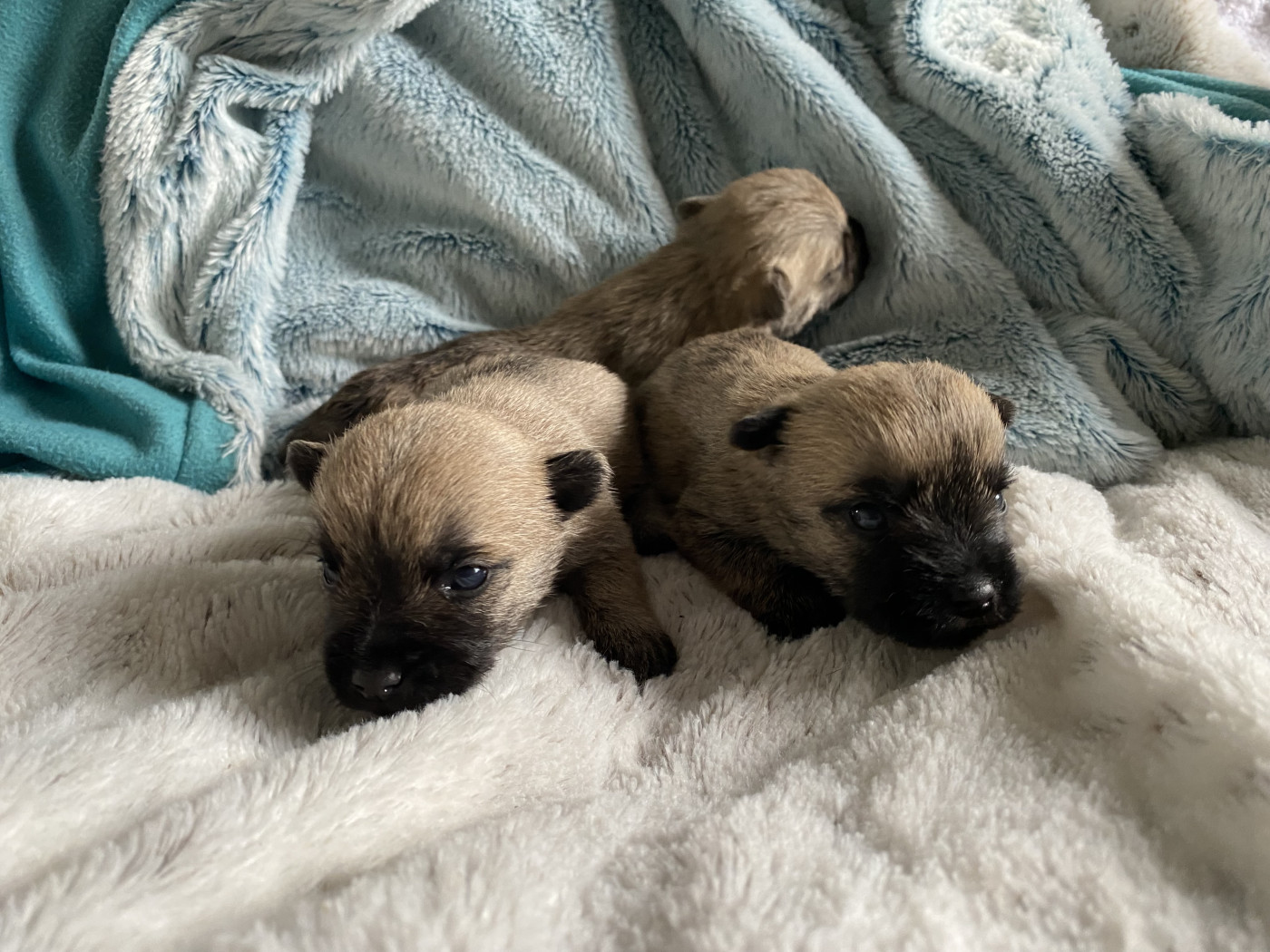 Feeling Cottage - Chiots disponibles - Cairn Terrier