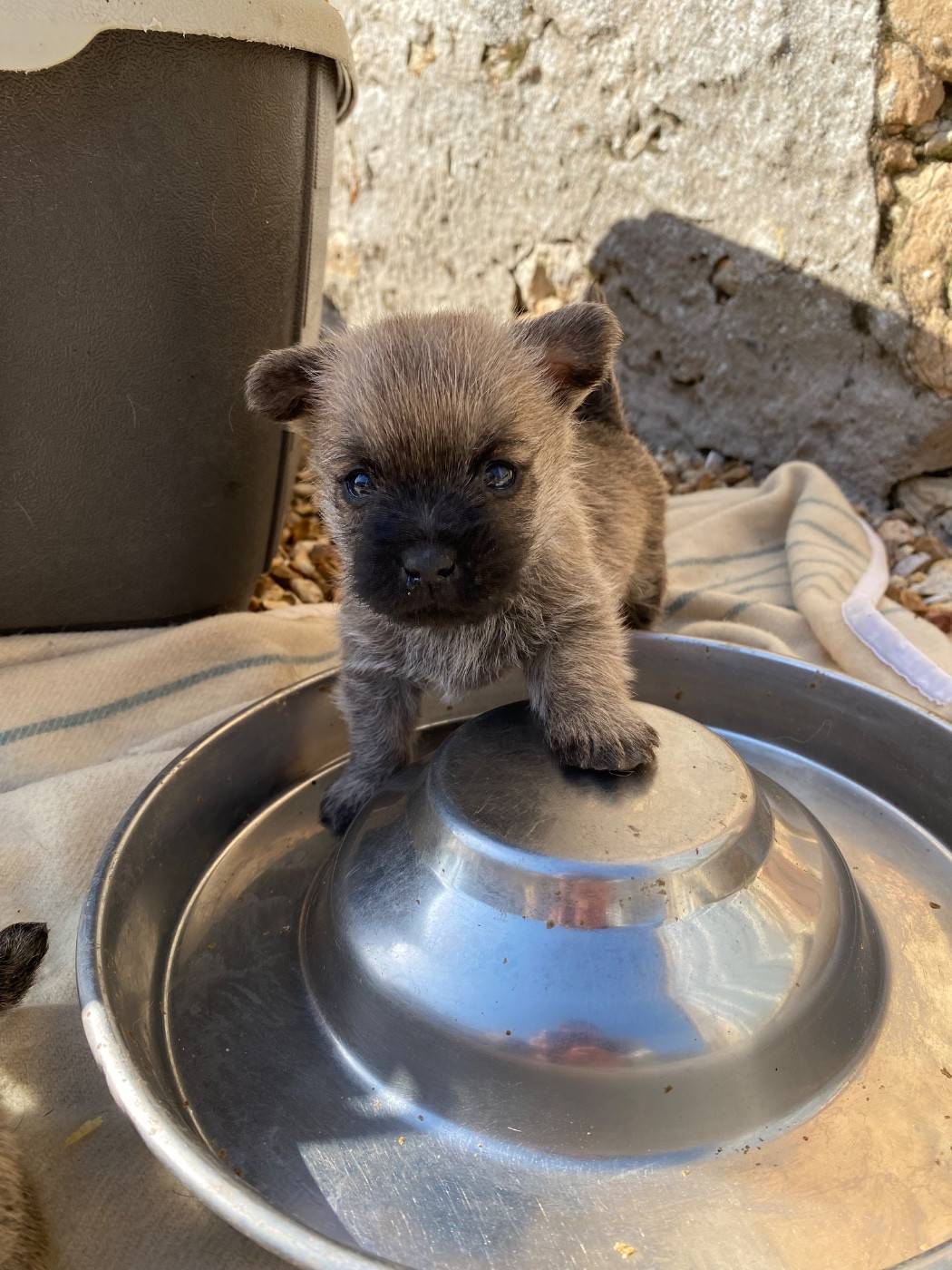 Feeling Cottage - Chiots disponibles - Cairn Terrier