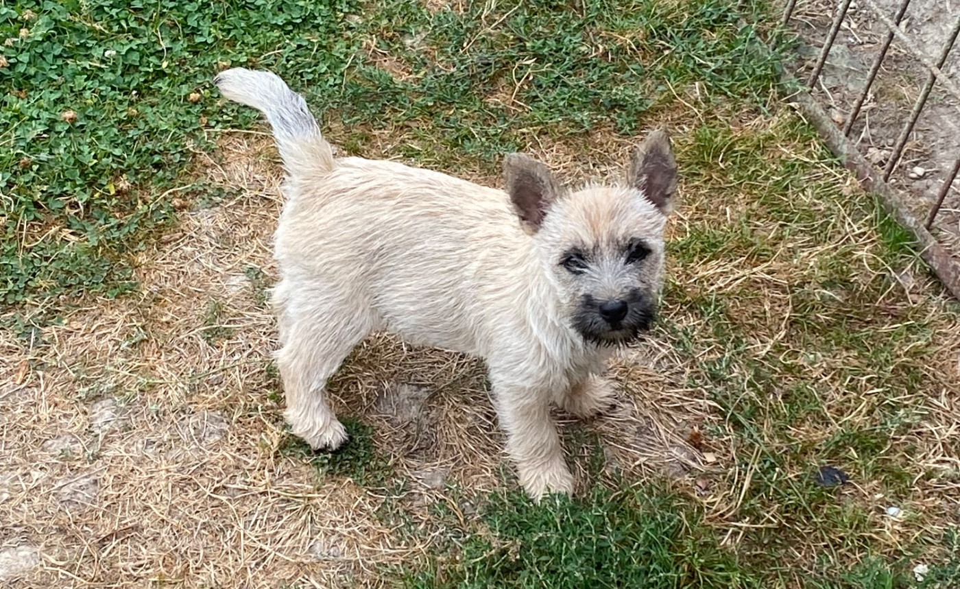 Feeling Cottage - Chiots disponibles - Cairn Terrier