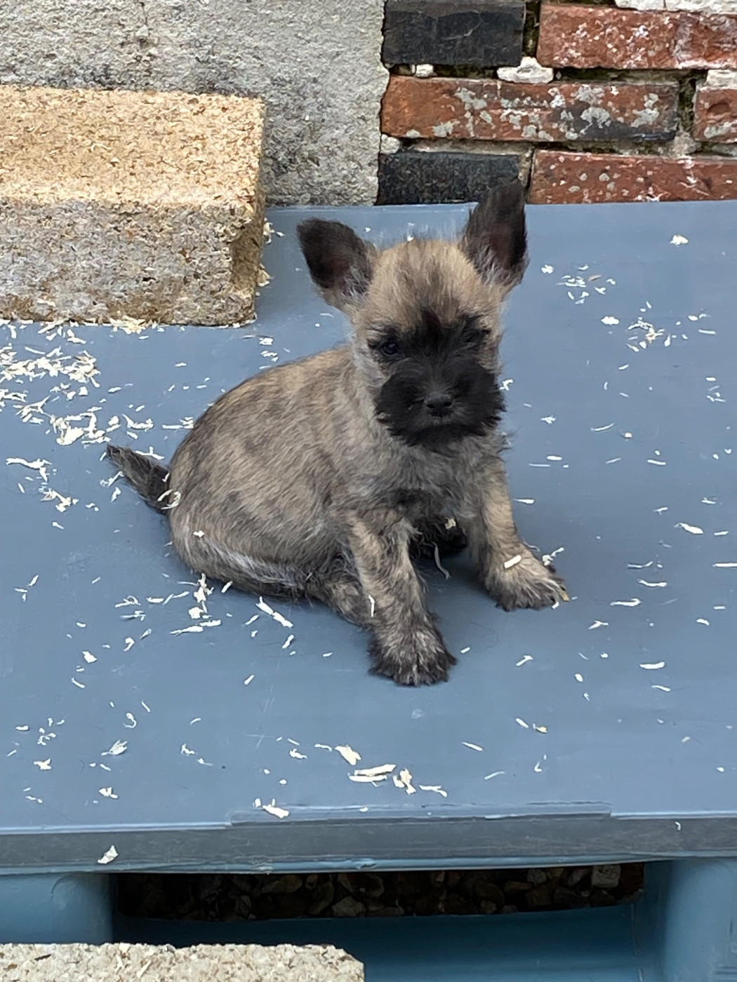 Feeling Cottage - Chiots disponibles - Cairn Terrier