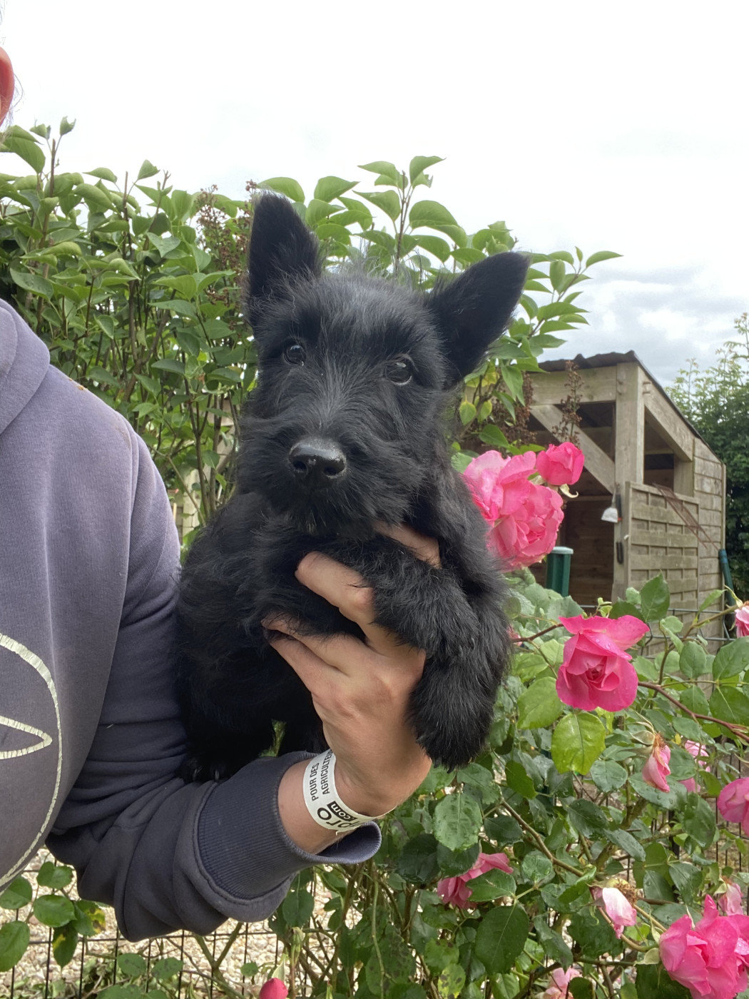 Chiot Scottish Terrier Feeling Cottage