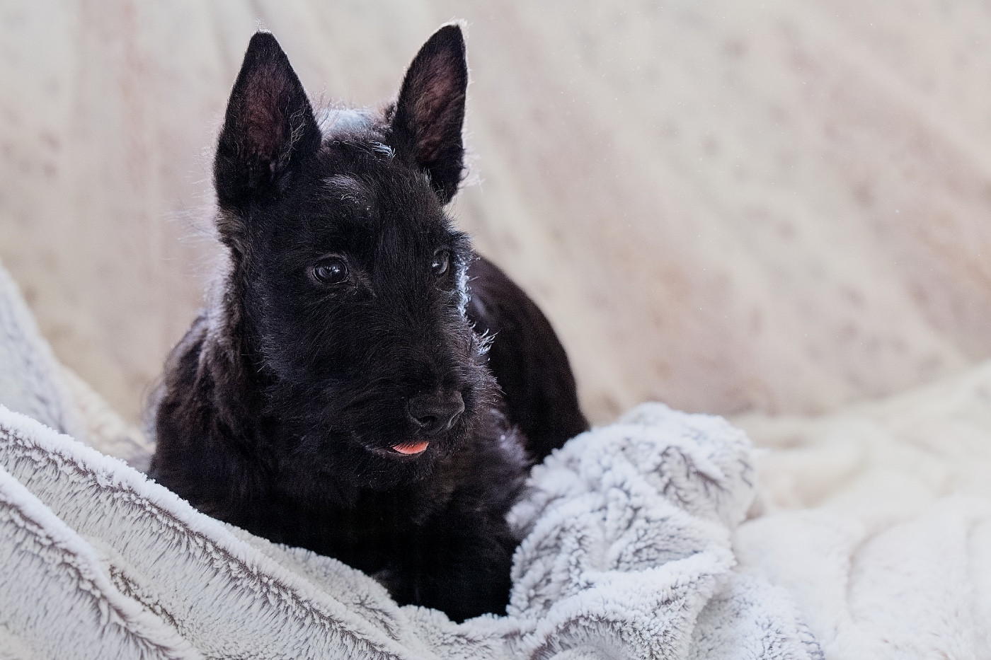 Feeling Cottage - Chiots disponibles - Scottish Terrier