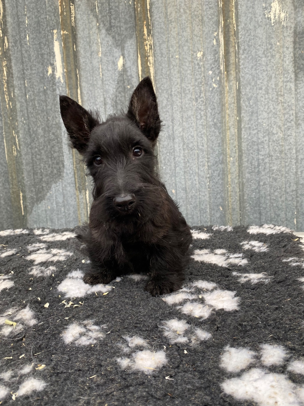 Feeling Cottage - Chiots disponibles - Scottish Terrier