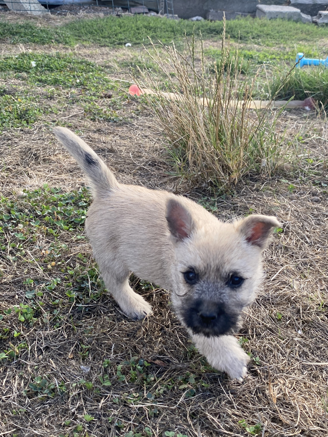 Feeling Cottage - Chiots disponibles - Cairn Terrier