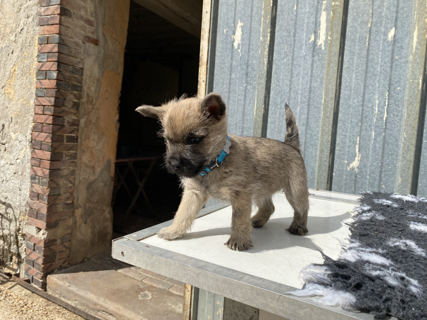 Feeling Cottage - Chiots disponibles - Cairn Terrier