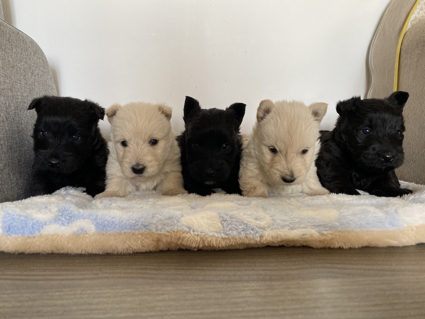 Chiot Scottish Terrier Feeling Cottage