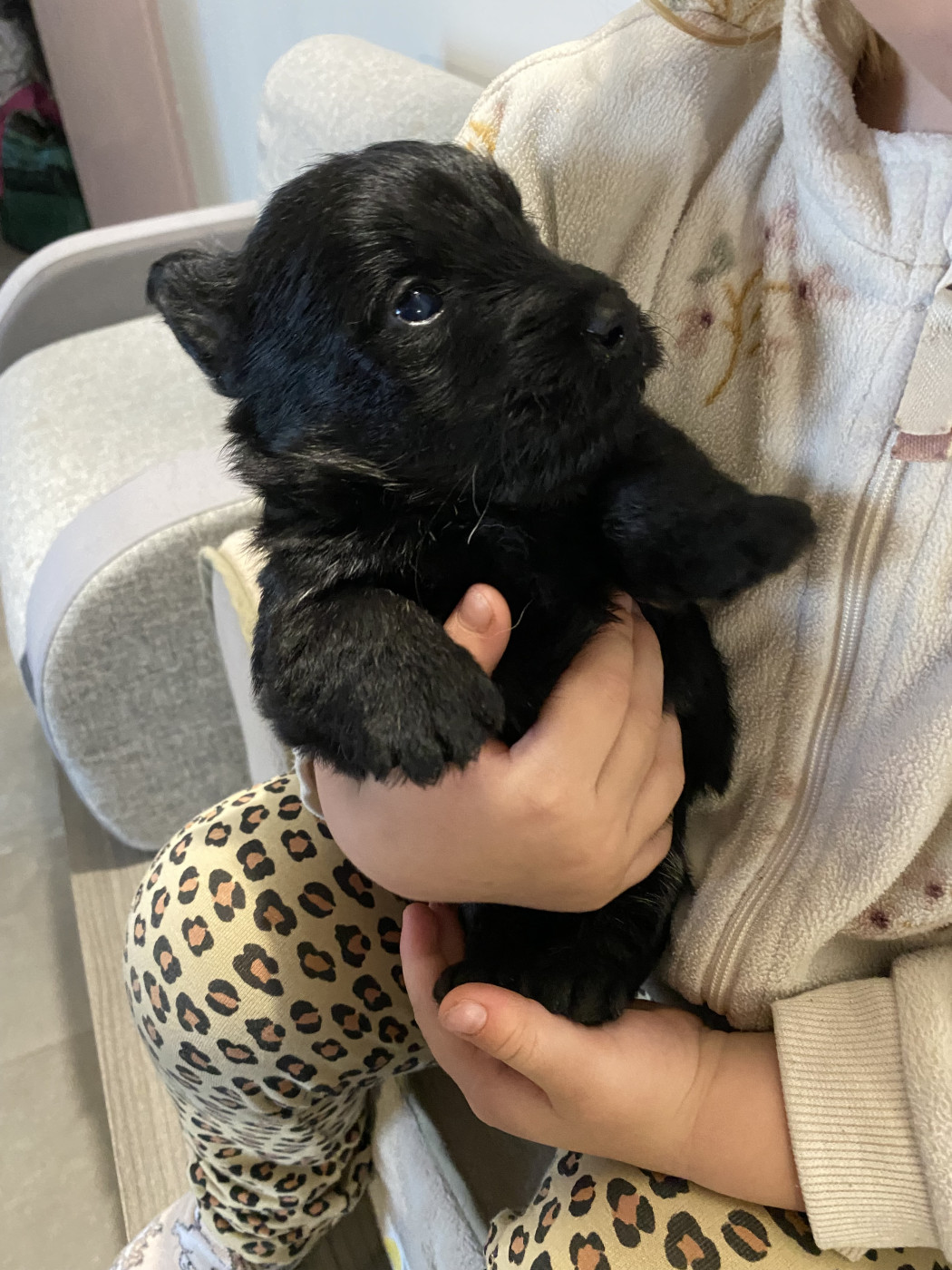 Feeling Cottage - Chiots disponibles - Scottish Terrier