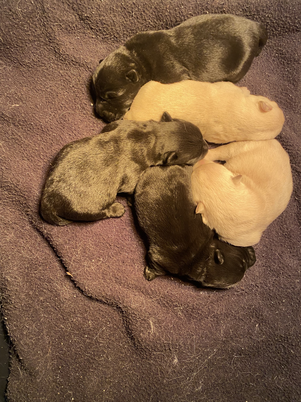 Feeling Cottage - Chiots disponibles - Scottish Terrier