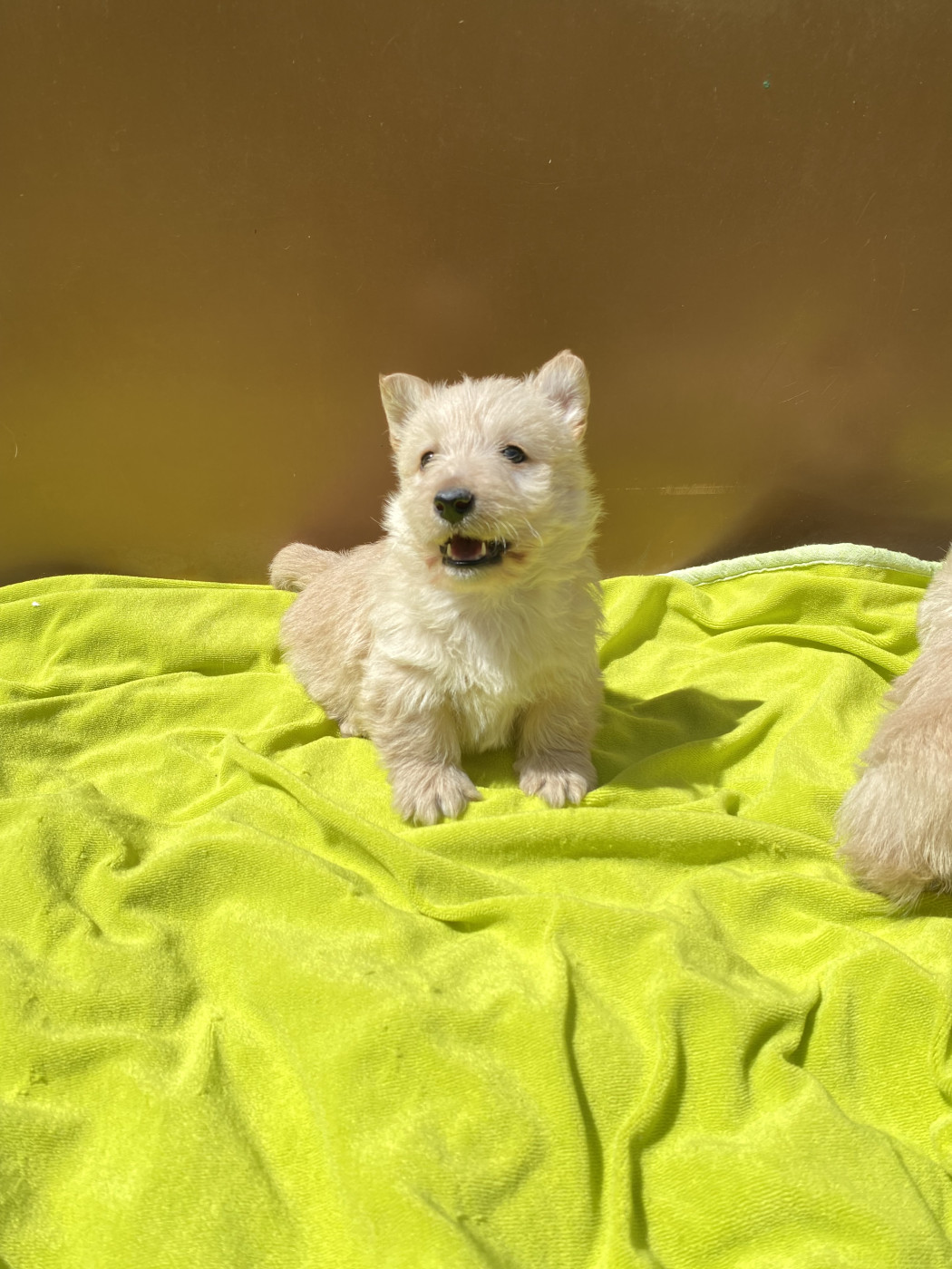 Feeling Cottage - Chiots disponibles - Scottish Terrier