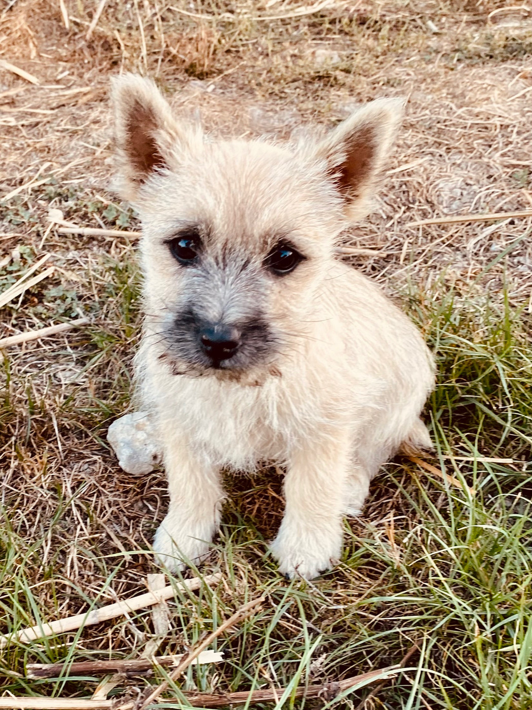 Feeling Cottage - Chiots disponibles - Cairn Terrier