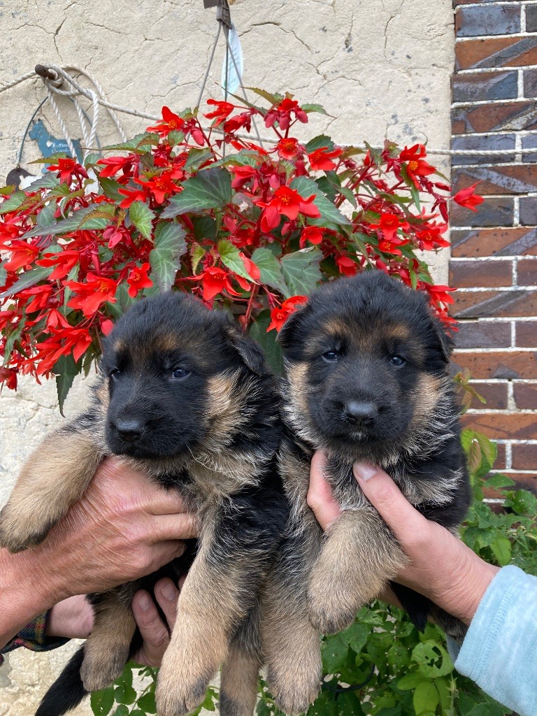 Feeling Cottage - Chiots disponibles - Berger Allemand