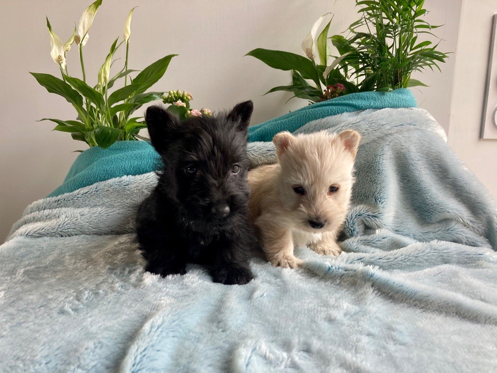 Feeling Cottage - Chiots disponibles - Scottish Terrier