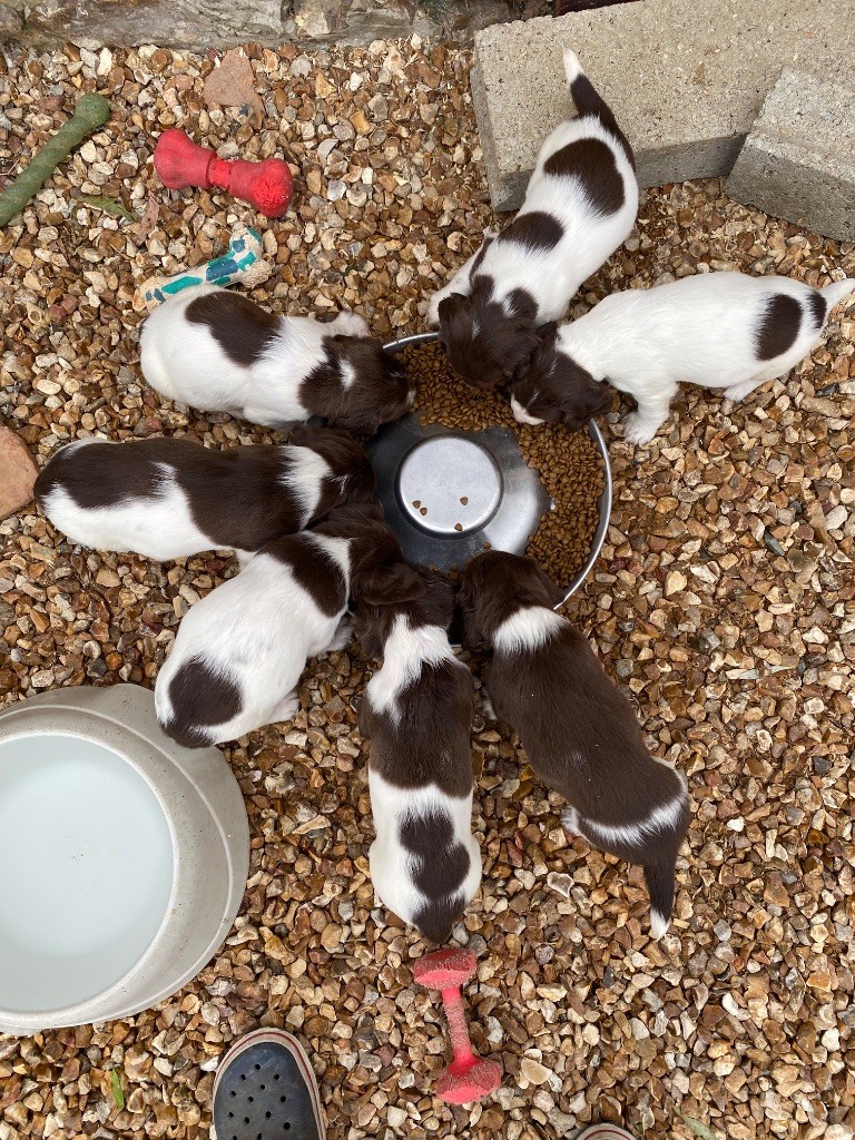 Chiot English Springer Spaniel Feeling Cottage