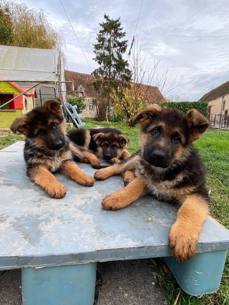 Chiot Berger Allemand Feeling Cottage