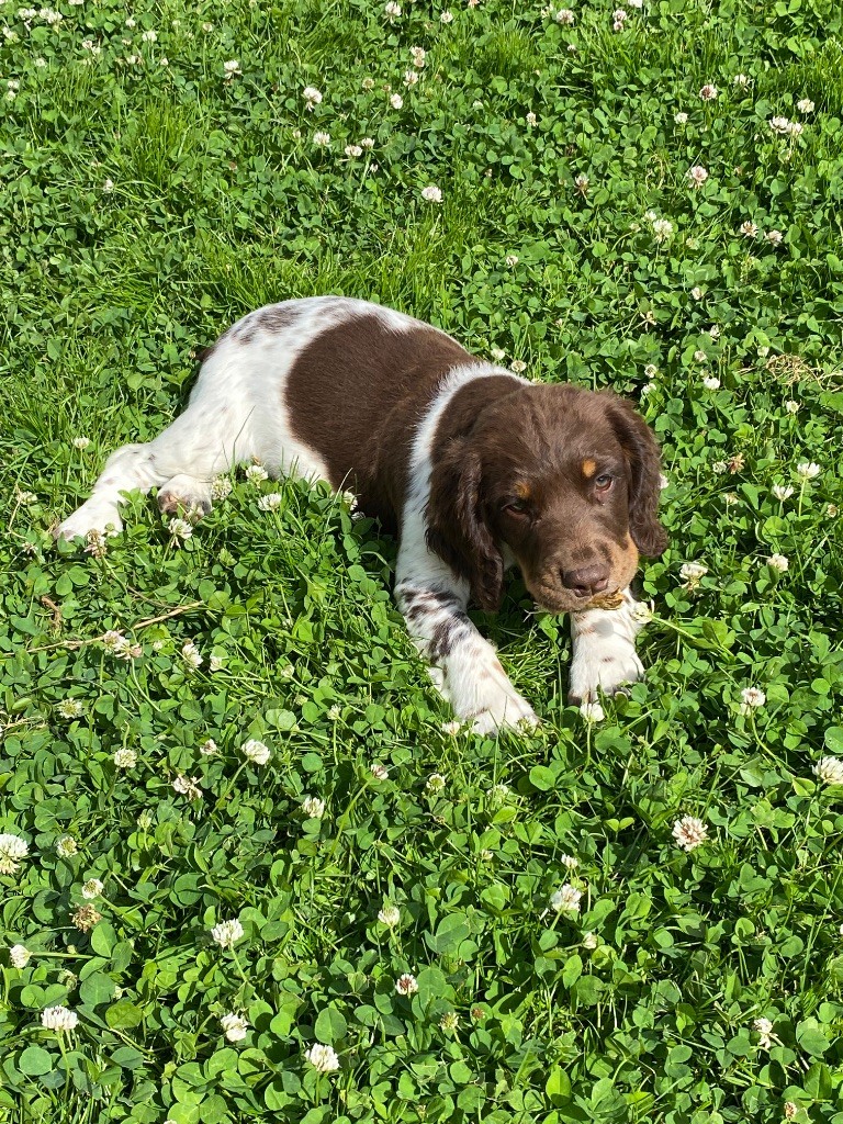Feeling Cottage - Chiots disponibles - English Springer Spaniel