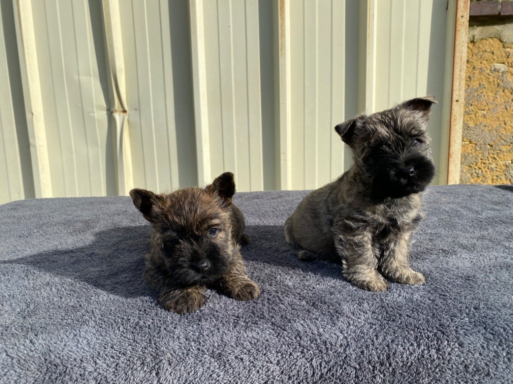 Feeling Cottage - Chiots disponibles - Cairn Terrier