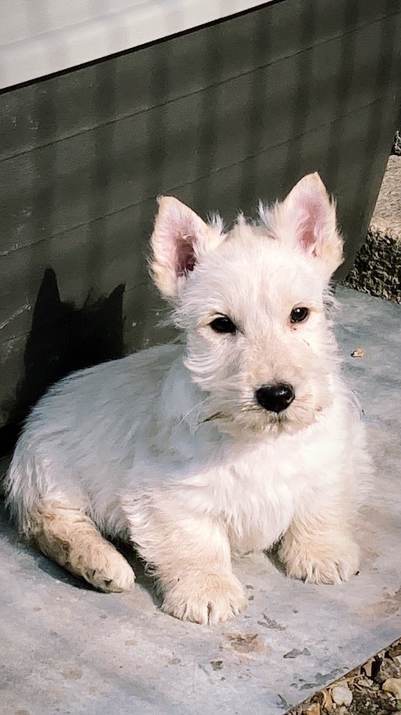 Feeling Cottage - Chiots disponibles - Scottish Terrier