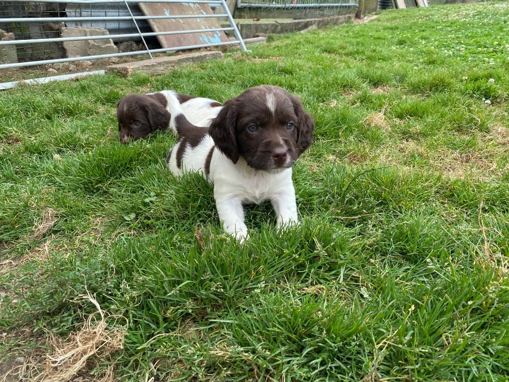 Feeling Cottage - Chiots disponibles - English Springer Spaniel