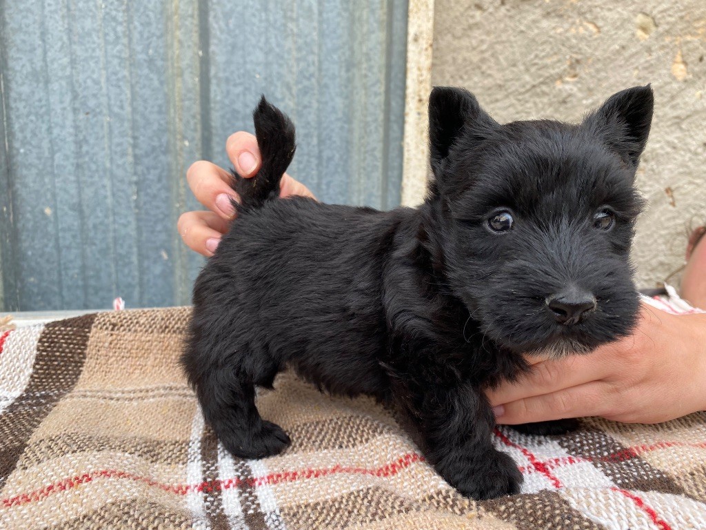 Feeling Cottage - Chiots disponibles - Scottish Terrier