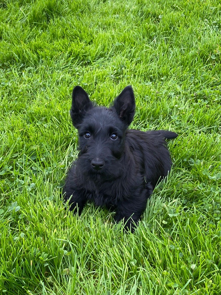 Feeling Cottage - Chiots disponibles - Scottish Terrier