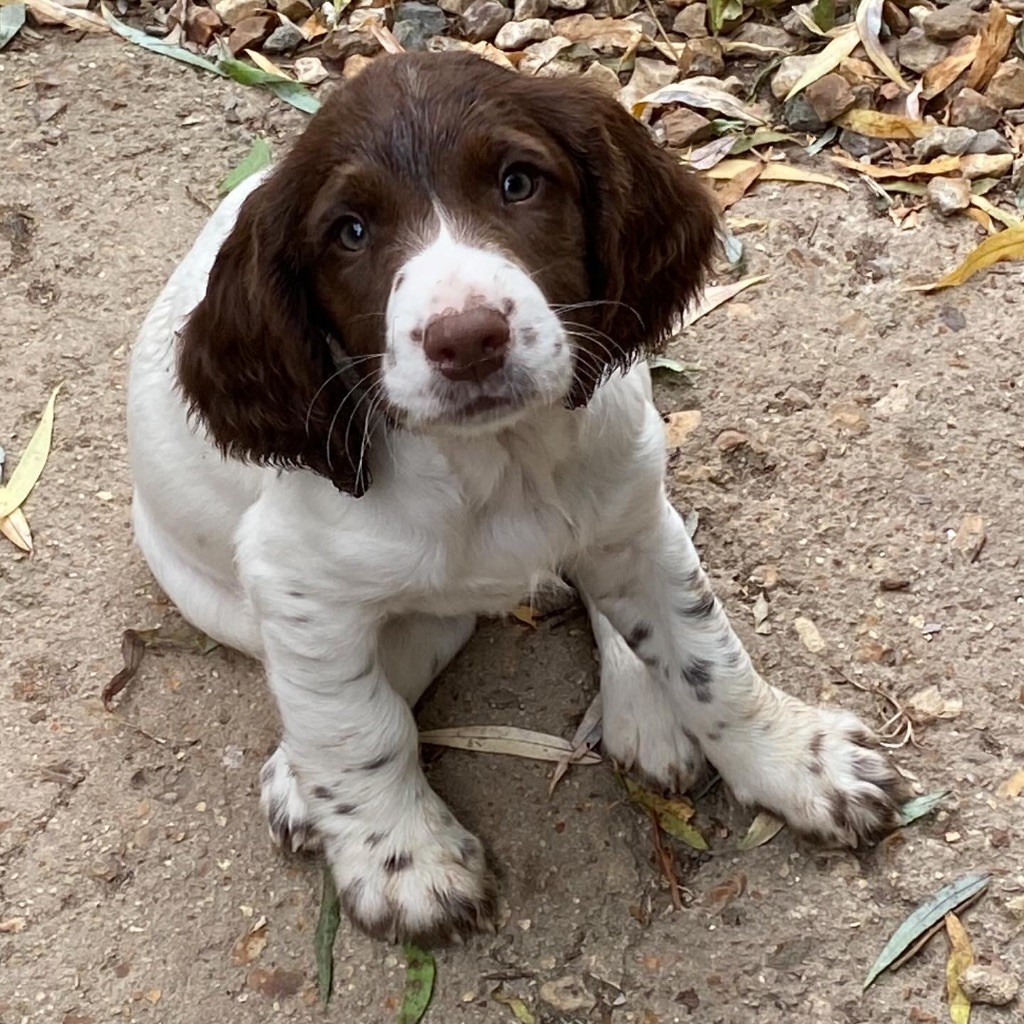 Feeling Cottage - Chiots disponibles - English Springer Spaniel
